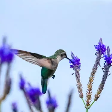 Welke factoren beïnvloeden het voortplantingsvermogen van een kolibrie?